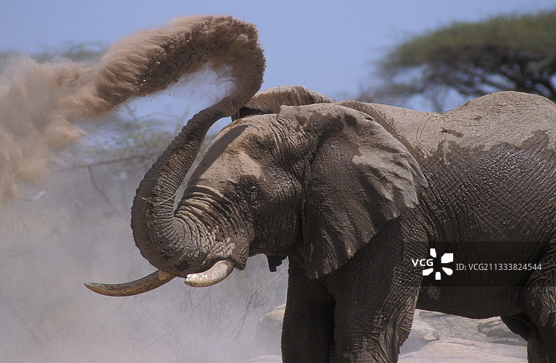 肯尼亚沙巴国家保护区的大象和尘土图片素材