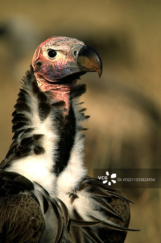 肯尼亚马赛马拉的兀鹫图片素材