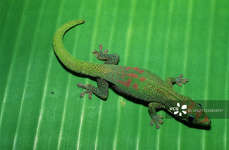 香蕉树叶上的日间壁虎图片素材