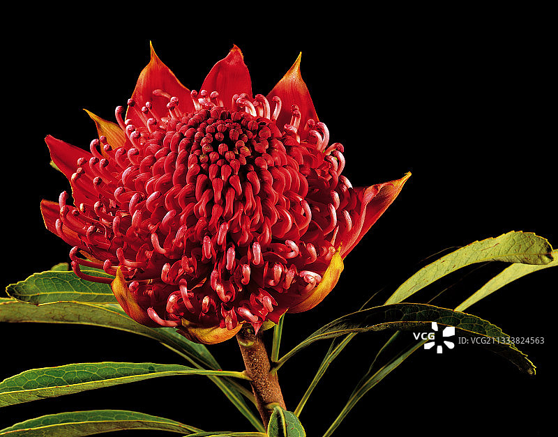 澳大利亚新南威尔士州花卉标志图片素材