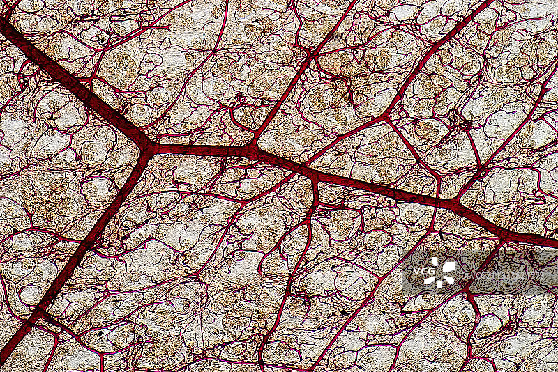 兔子盲肠切面显示血液网络图片素材