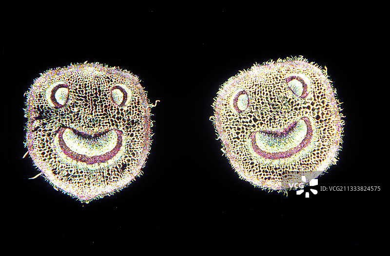 法国覆盆子叶柄的横截面图片素材