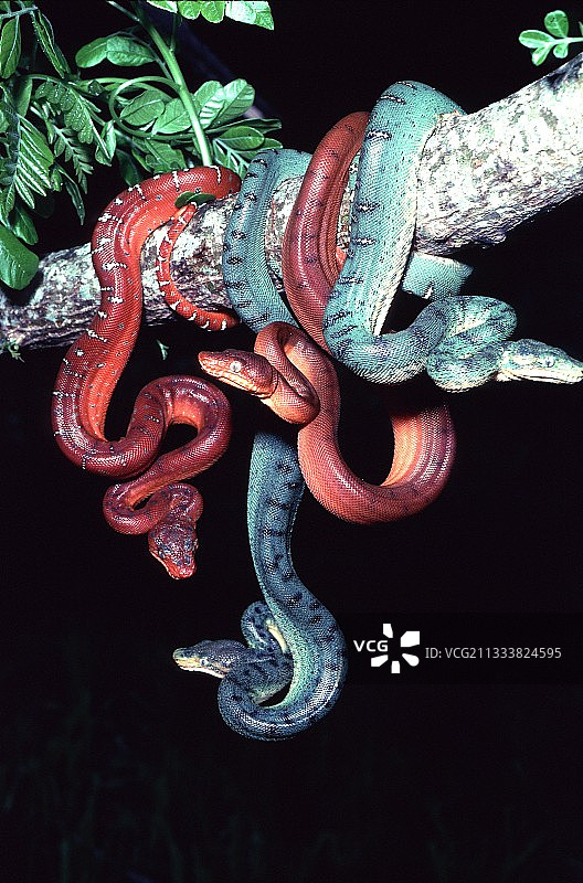 法属圭亚那的年轻翠绿蟒图片素材