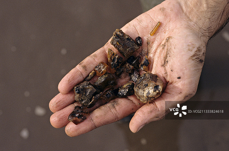 古昆虫学专家安德烈·内尔挖掘始新世琥珀层，清洗筛选后进行分拣图片素材