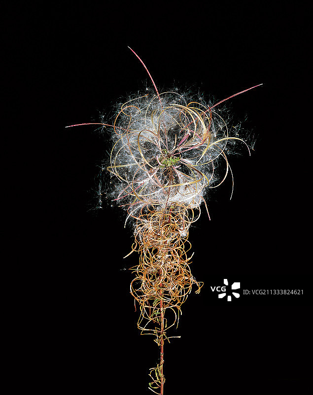 具羽毛状种子的柳叶菜干茎图片素材