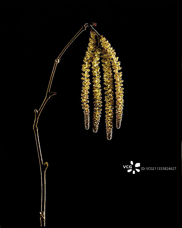 带有柔荑花序的欧榛枝条图片素材