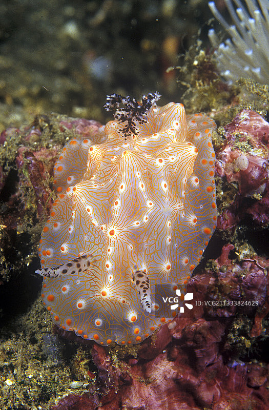 印度尼西亚科莫多岛海蛞蝓图片素材