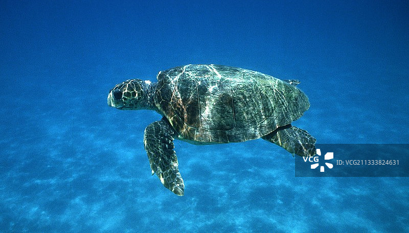 地中海希腊海域中的蠵龟图片素材