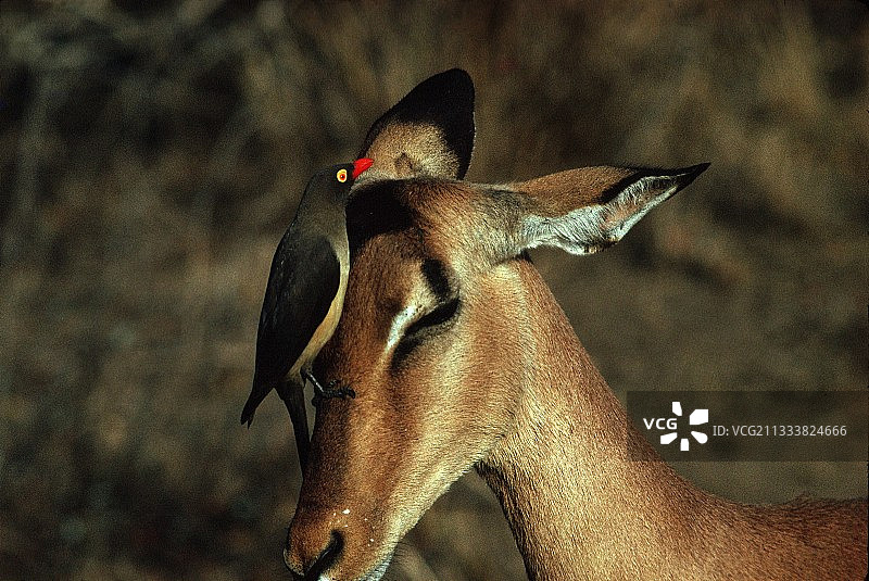 非洲南部的黑斑羚上的红嘴牛椋鸟图片素材