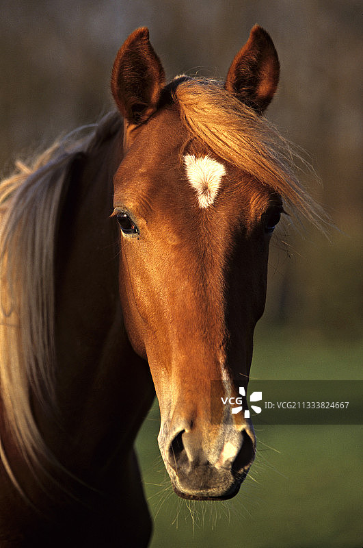 法国盎格鲁-阿拉伯马肖像图片素材