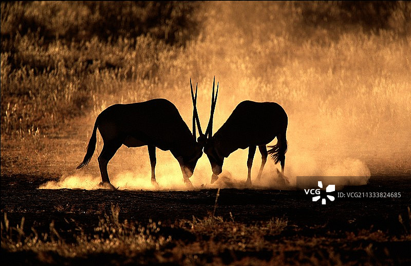 南非大羚羊打斗图片素材