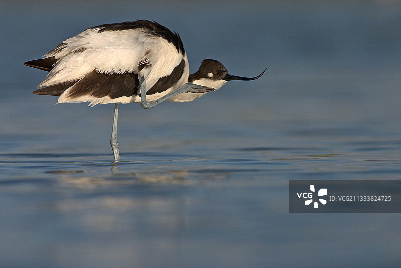 在古老的盐水沼泽地里图片素材