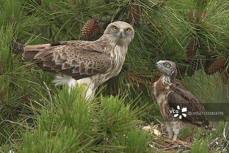 博杜安蛇雕及其幼鸟在巢穴中（法国）图片素材