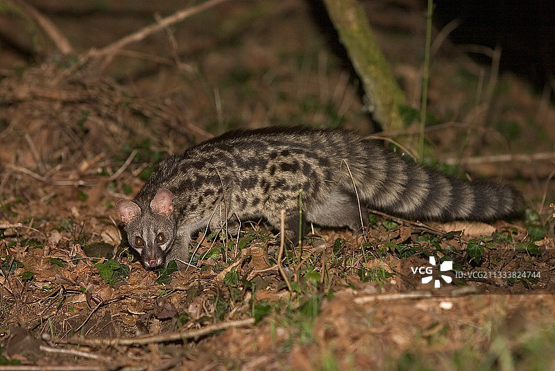 狩猎小型啮齿动物：田鼠或欧洲小鼠图片素材