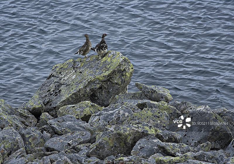挪威湖边的雷鸟情侣图片素材