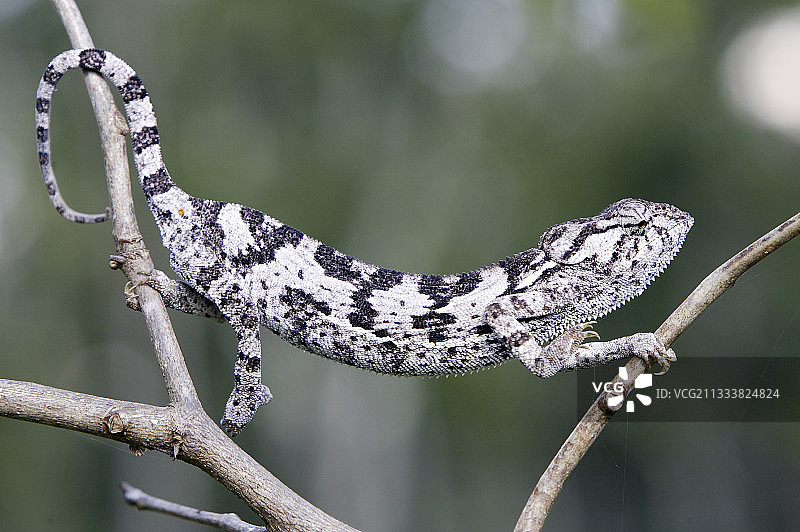 赞比亚奇姆丰希分颈变色龙图片素材