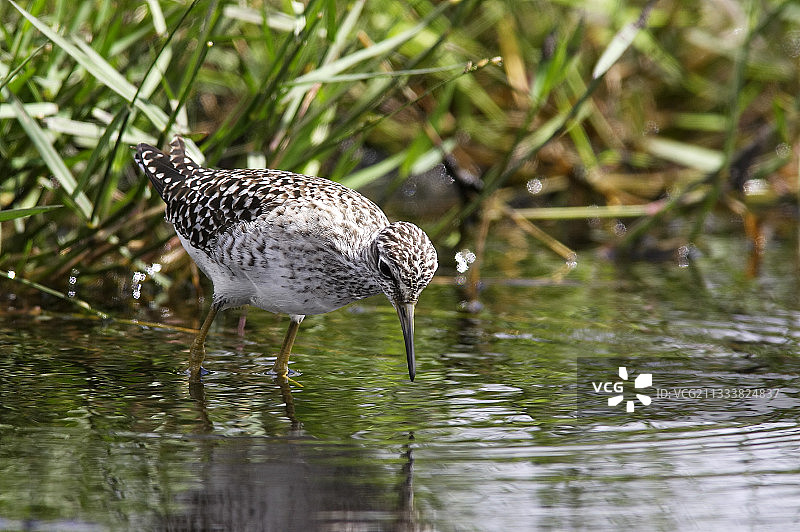 赞比亚邦韦乌卢湿地的泽鹬图片素材