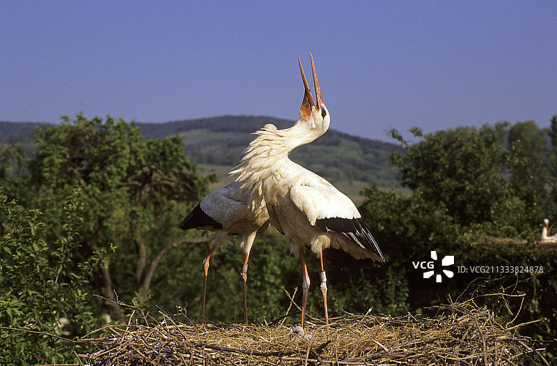 白鹳鸟用喙发出咔哒声图片素材
