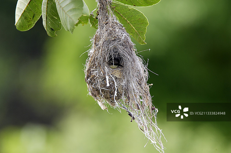 紫晶太阳鸟雌鸟在赞比亚邦韦乌卢湿地的巢穴图片素材