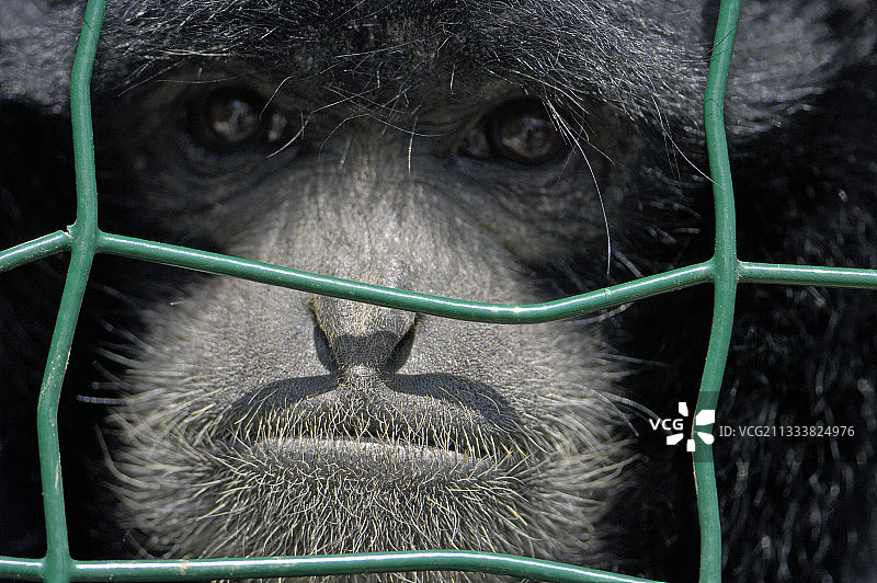 笼子里合趾猿悲伤的眼神图片素材