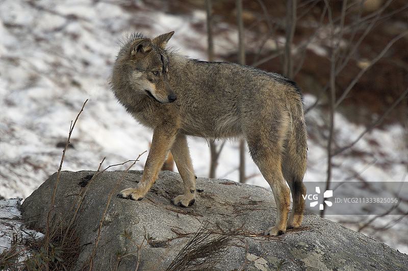 在欧洲冬天的常见灰狼图片素材