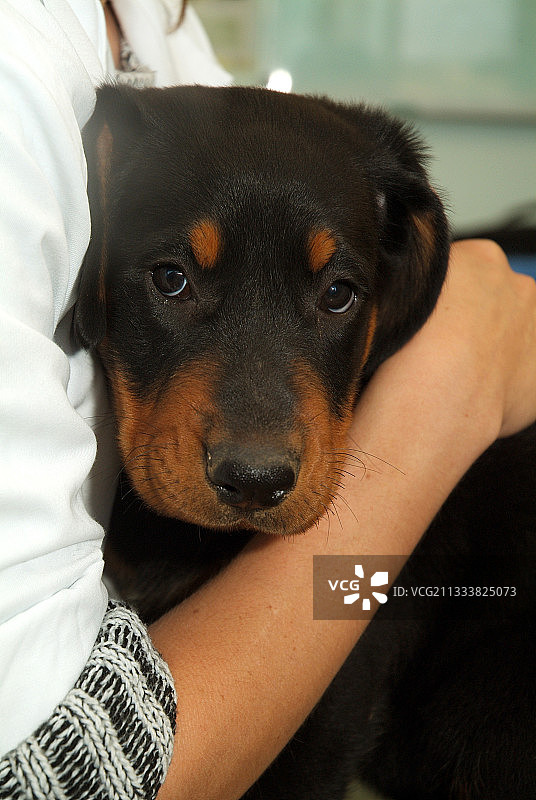 私人诊所里的兽医图片素材