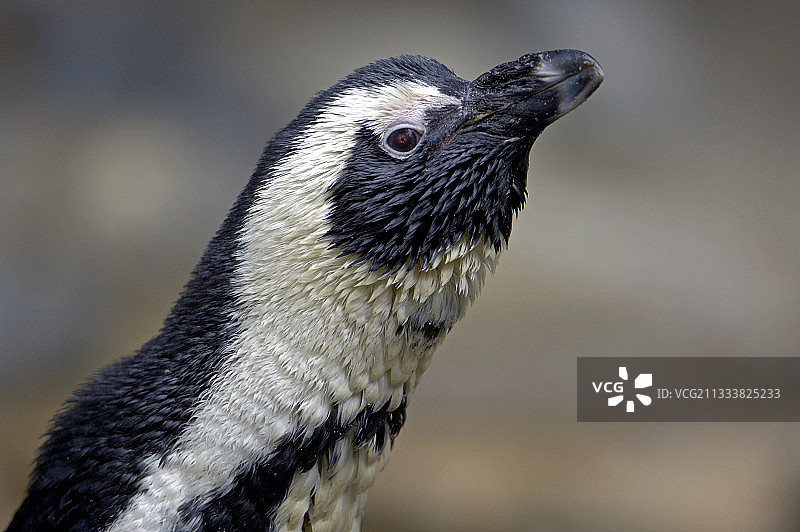 黑脚企鹅肖像图片素材