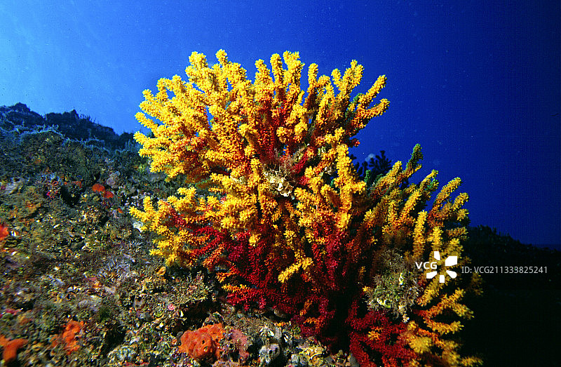 垂直墙上的这种情况是紫柳珊瑚的特征，那里的水流为它们带来了最大的食物，深度：30米图片素材