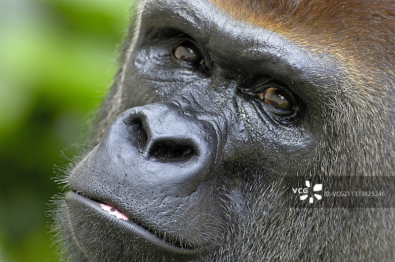 雄性西部低地大猩猩的一瞥图片素材