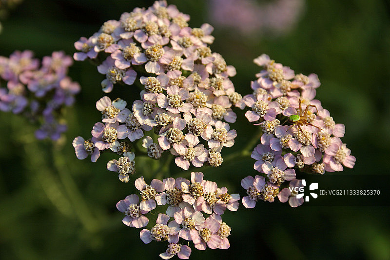 海拔750米处的草甸图片素材
