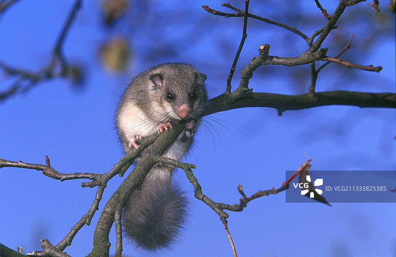栖息在法国树上的肥胖睡鼠图片素材