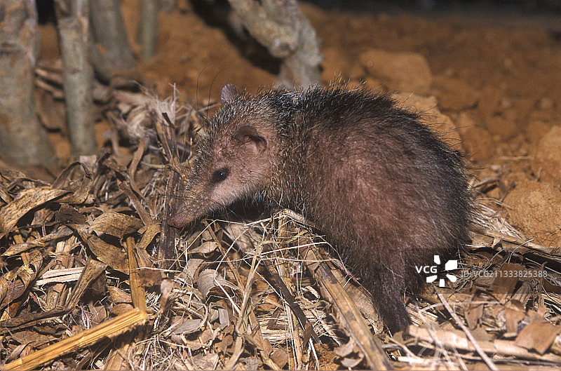 无尾猬，马达加斯加图片素材