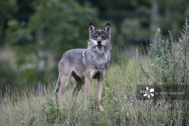 草丛中的灰狼图片素材