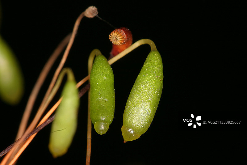毛细线藓的孢子囊（比利时埃韦雷）图片素材
