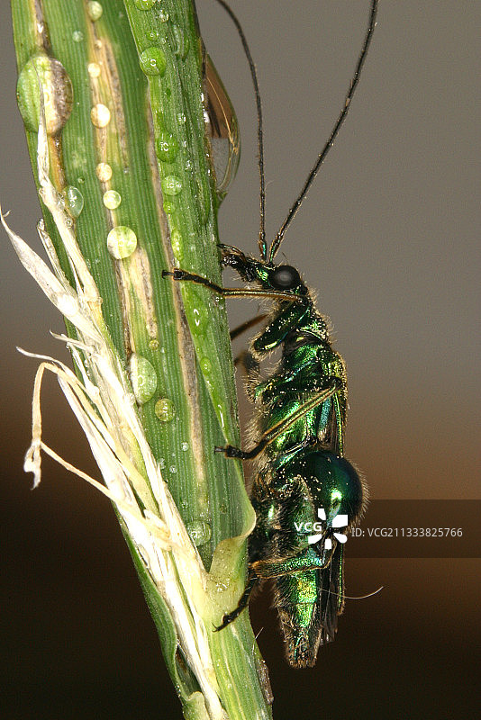 粗腿花甲虫图片素材