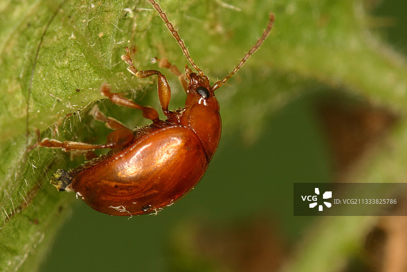 比利时埃弗勒的树叶上的金花虫图片素材