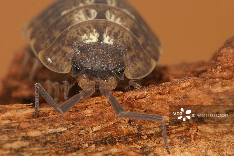 普通潮虫肖像，法国阿列日省锡厄拉图片素材