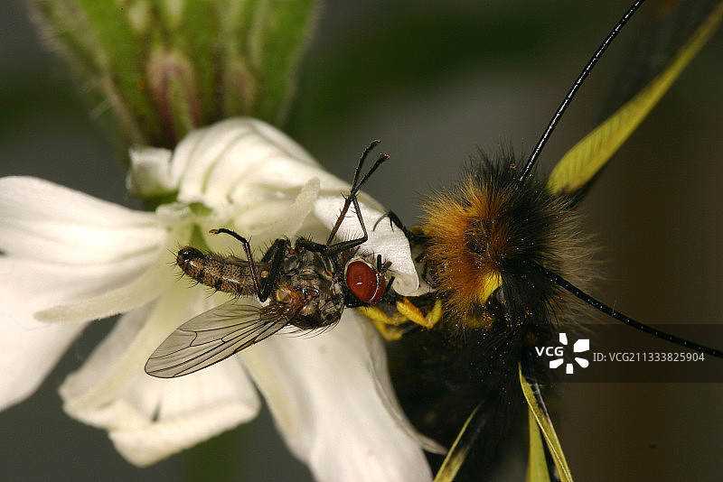 蝴蝶狮子靠近苍蝇（法国奥德）图片素材