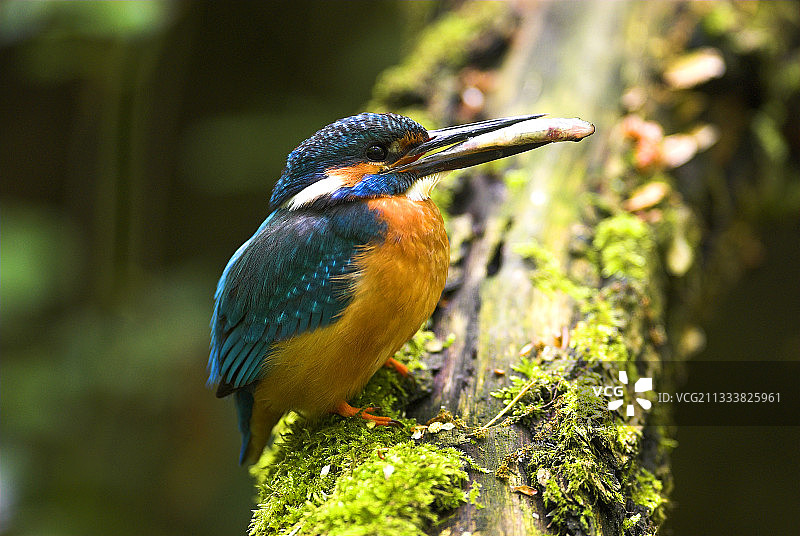 普通翠鸟在树枝上捕食鱼图片素材