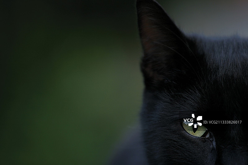 黑猫肖像图片素材