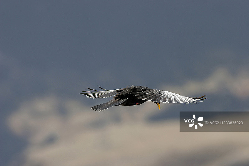 飞行中的高山兀鹫图片素材
