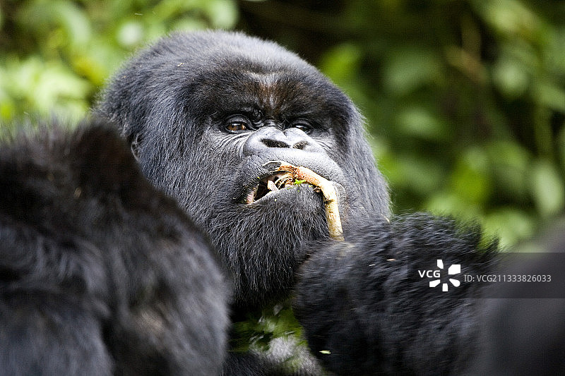 Amahoro和Umubano两组会面图片素材