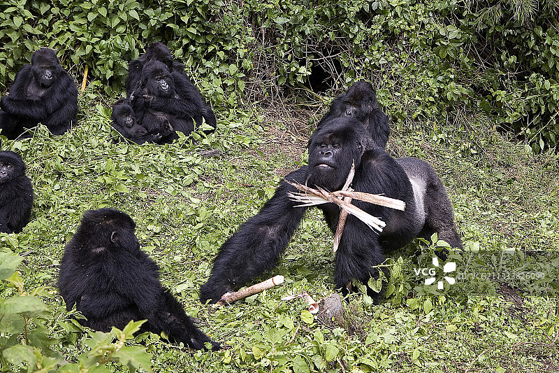 两组猩猩Amahoro和Umubano的相遇：银背猩猩冲破竹子的力量展示图片素材