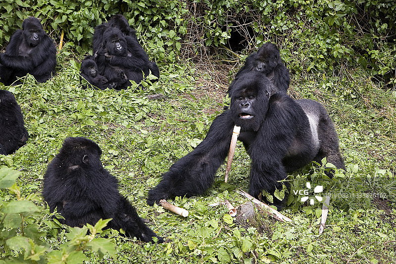 两组猩猩Amahoro和Umubano的相遇：银背猩猩冲破竹子的力量展示图片素材
