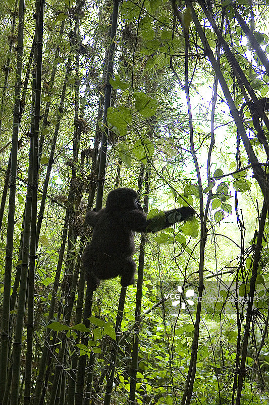 卢旺达火山国家公园里的山地大猩猩图片素材