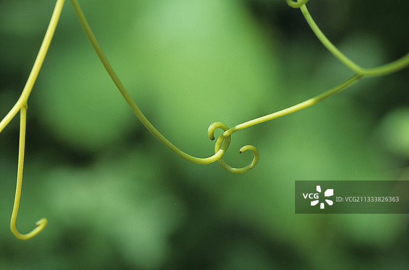 藤蔓交织图片素材