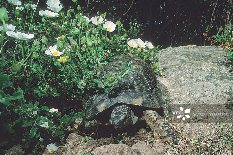 仅在爱琴海和撒丁岛发现的乌龟图片素材