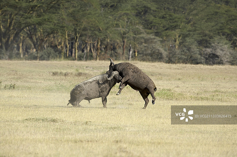 纳库鲁肯尼亚国家公园里战斗的非洲水牛图片素材