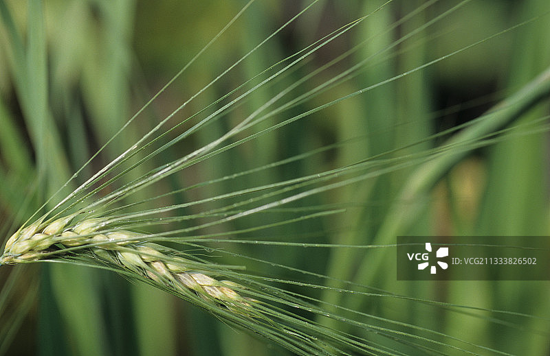 大尺寸麦穗图图片素材