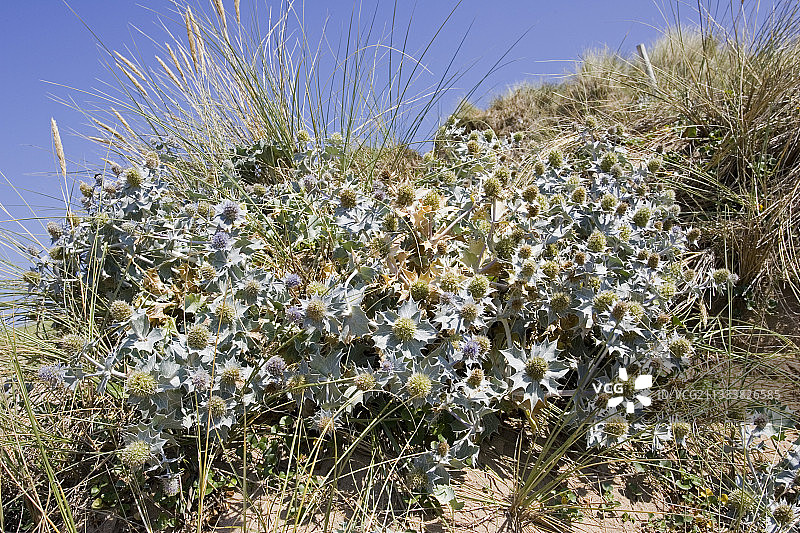 在德文郡伍拉科姆图片素材